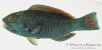 : Scarus ghobban