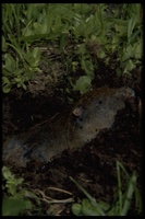 : Thomomys monticola; Mountain Pocket Gopher