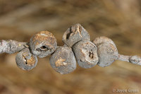 : Disholcaspis sp.;