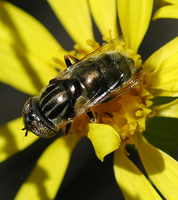 : Eristalinus aeneus