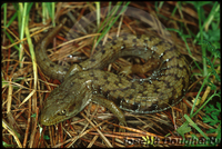 : Elgaria coerulea var. coerulea; San Francisco Alligator Lizard