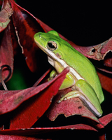 : Hyla cinerea; Green Treefrog