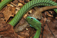 : Philothamnus irregularis; Northern Green Bush Snake