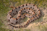 : Sistrurus miliarius streckeri; Western Pygmy Rattlesnake