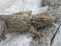 : Tarentola mauretanica; Wall Gecko