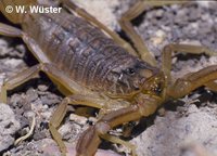 : Buthus occitanus; Scorpion
