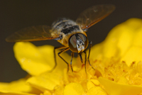 : Villa lateralis; Bee Fly