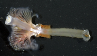 : Spirobranchus