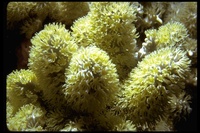 : Anthozoa Class; Soft Coral