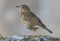 Song Thrush