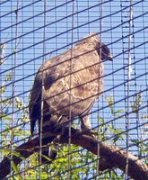 Mountain hawk eagle Spizaetus nipalensis