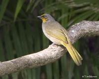 Stripe-throated Bulbul