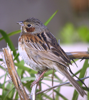 붉은뺨멧새 Emberiza fucata | gray-headed bunting