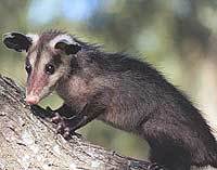 СЕВЕРНЫЙ ОПОССУМ (Didelphis marsupialis)