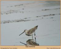 Asian Dowitcher [Limnodromus semipalmatus]