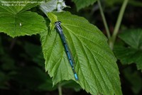 Hestesko-Vandnymfe (Coenagrion puella) Foto/billede af