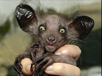 Aye Aye