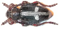 Dorcadion equestre nogelii