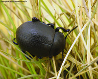 Timarcha tenebricosa moravica