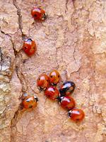 Adalia bipunctata - 2-spot Ladybird