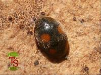 Platynaspis luteorubra