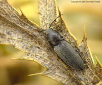 Dicronychus equisetoides