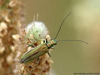 Oedemera nobilis