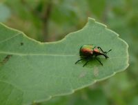 Byctiscus betulae var. cuprinus