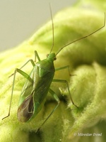 Lygocoris pabulinus