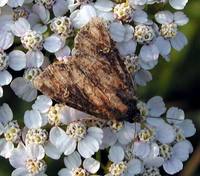 Mesapamea secalis - Common Rustic