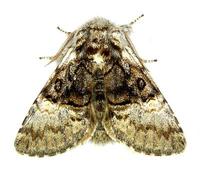 Colocasia coryli - Nut-tree Tussock