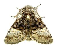 Colocasia coryli - Nut-tree Tussock