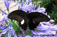 Papilio iswara