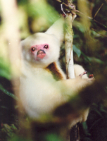 Silky sifaka (Propithecus candidus)