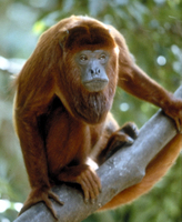 Red howler (Alouatta seniculus)