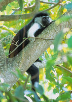 Angolan colobus (Colobus angolensis)