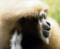 Western hoolock gibbon (Hoolock hoolock)