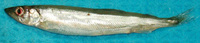 Mallotus villosus, Capelin: fisheries