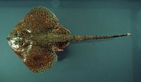 Leucoraja garmani, Freckled skate: fisheries, bait