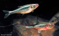 Notropis rubellus, Rosyface shiner: