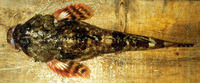 Gymnocanthus galeatus, Armorhead sculpin: