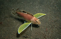 Apistus carinatus, Ocellated waspfish: fisheries