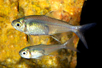 Creagrutus beni, Goldstripe characin: aquarium