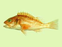 Helicolenus hilgendorfii, : fisheries
