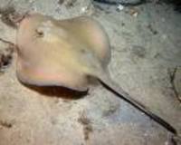 Trygonoptera testacea, Common stingaree: