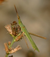 Acrida bicolor