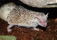 Image of: Echinops telfairi (lesser hedgehog tenrec)