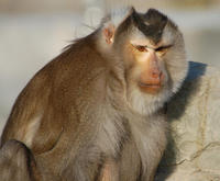 Image of: Macaca nemestrina (pigtail macaque)