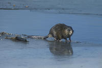 Image of: Ondatra zibethicus (muskrat)