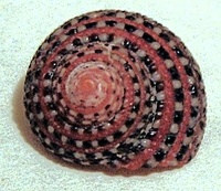 Clanculus pharaonius - strawberry top shell